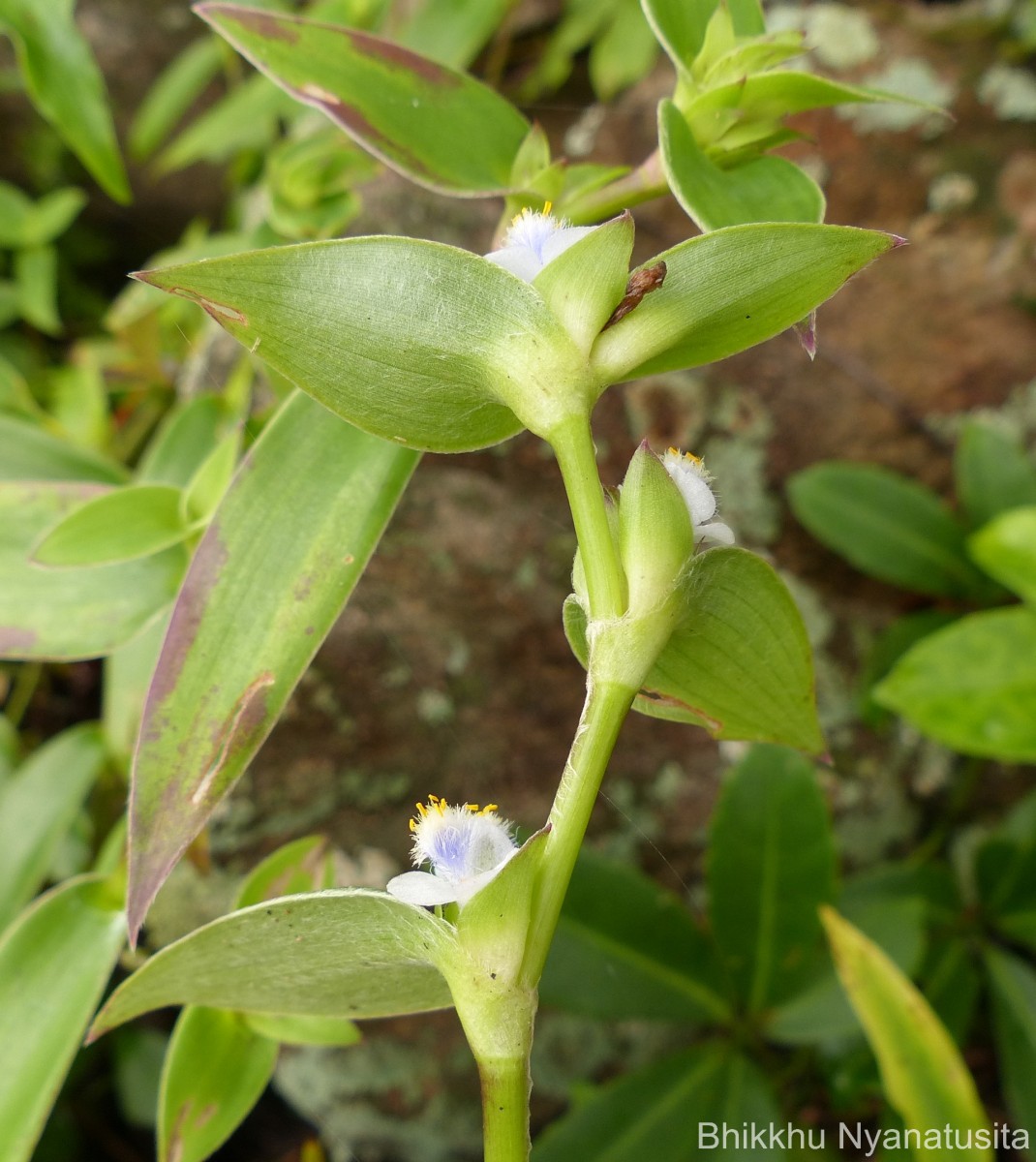 Cyanotis villosa (Spreng.) Schult. & Schult.f.